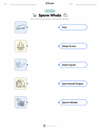 Sperm Whale printable worksheet for kids