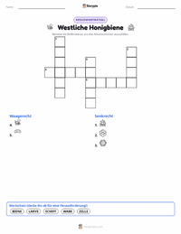 Westliche Honigbiene druckbare Arbeitsblatt Vorschau