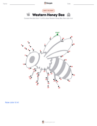 Western Honey Bee printable worksheet preview