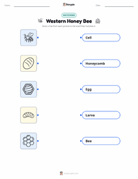 Western Honey Bee printable worksheet for kids