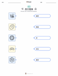 西方蜜蜂 可打印工作表，适合儿童