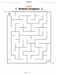Westliche Honigbiene druckbare Arbeitsblatt Vorschau
