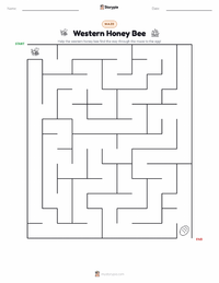 Western Honey Bee printable worksheet preview