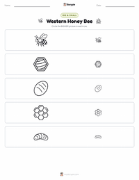 Western Honey Bee printable worksheet preview