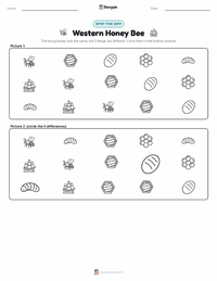 Western Honey Bee printable worksheet preview