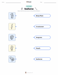Seahorse printable worksheet for kids