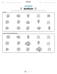 Symbiosis printable worksheet preview