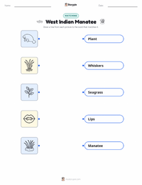 West Indian Manatee printable worksheet preview