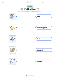 Pollination printable worksheet for kids