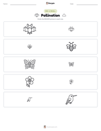 Pollination printable worksheet preview