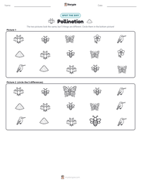 Pollination printable worksheet preview