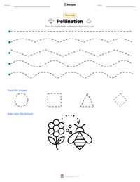 Pollination printable worksheet preview