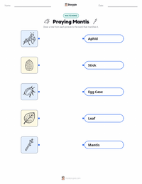 Praying Mantis printable worksheet for kids