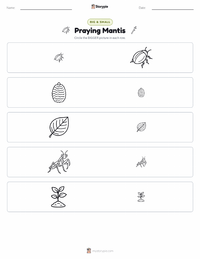 Praying Mantis printable worksheet preview