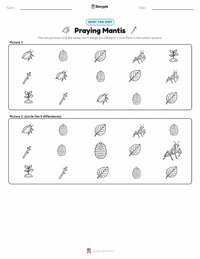 Praying Mantis printable worksheet preview
