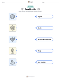 Sea Urchin printable worksheet preview