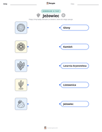 Podgląd drukowalnego arkusza ćwiczeń Jeżowiec