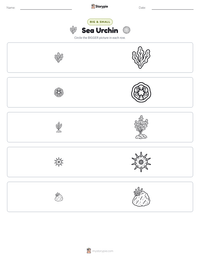 Sea Urchin printable worksheet preview