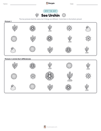 Sea Urchin printable worksheet preview