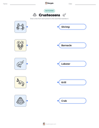 Crustaceans printable worksheet preview