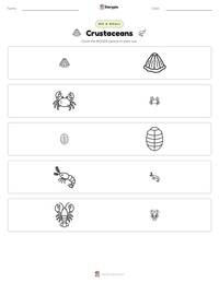 Crustaceans printable worksheet preview