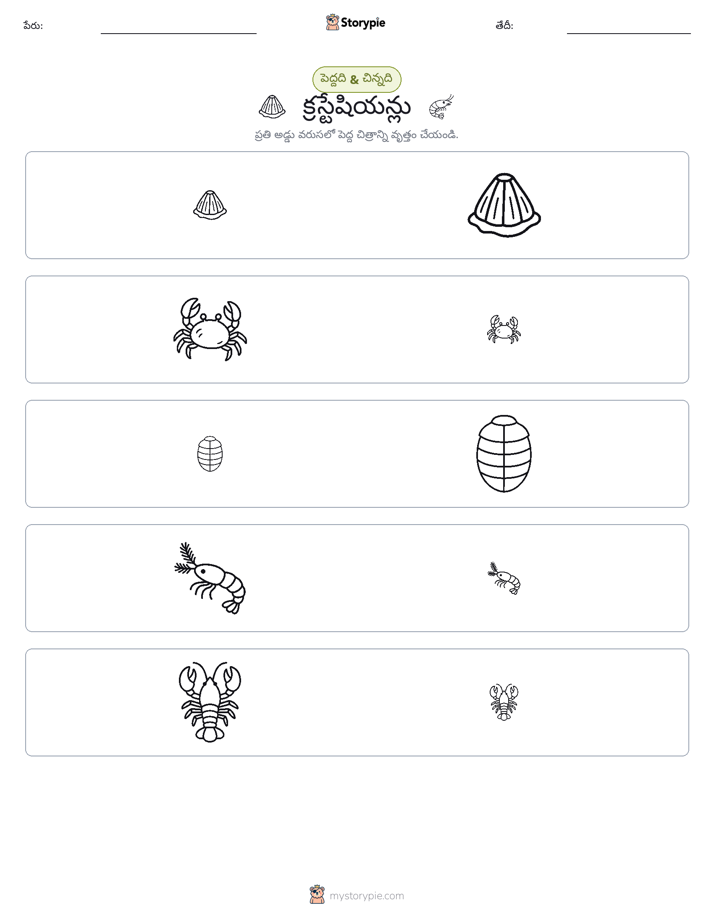 వర్గీకరణ