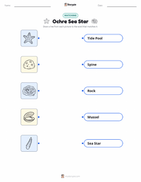 Ochre Sea Star printable worksheet for kids