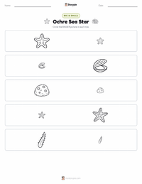 Ochre Sea Star printable worksheet preview