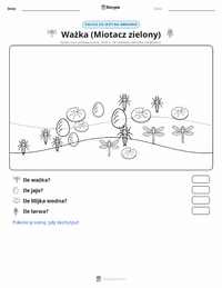 Podgląd drukowalnego arkusza ćwiczeń Ważka (Husarz Wędrowny)