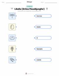 Libelle (Amerikanische Königslibelle) druckbare Arbeitsblatt für Kinder