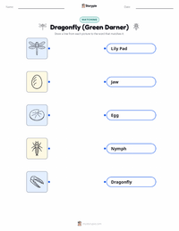 Dragonfly (Green Darner) printable worksheet for kids
