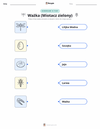 Drukowalny arkusz ćwiczeń Ważka (Husarz Wędrowny) dla dzieci