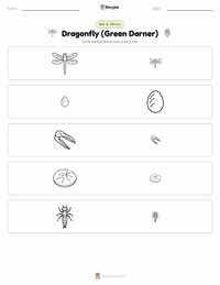 Dragonfly (Green Darner) printable worksheet preview