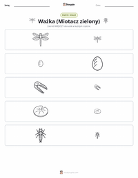Podgląd drukowalnego arkusza ćwiczeń Ważka (Husarz Wędrowny)