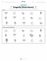 Dragonfly (Green Darner) printable worksheet preview