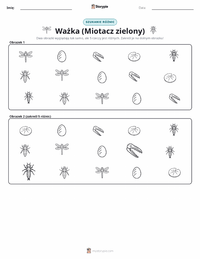 Podgląd drukowalnego arkusza ćwiczeń Ważka (Husarz Wędrowny)
