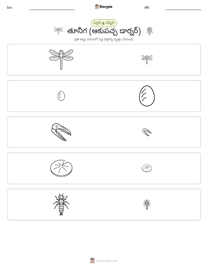 వర్గీకరణ