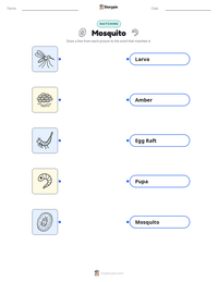 Mosquito printable worksheet preview