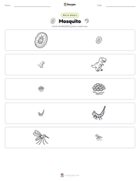 Mosquito printable worksheet preview