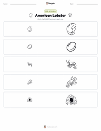 American Lobster printable worksheet preview