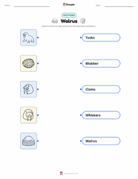 Walrus printable worksheet for kids