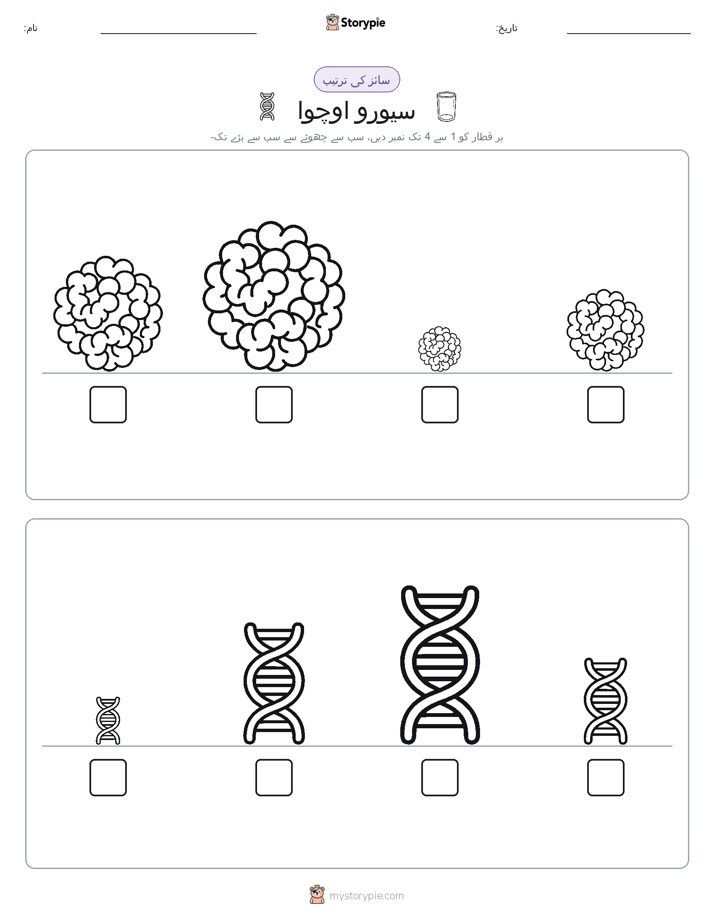 سائز کی ترتیب
