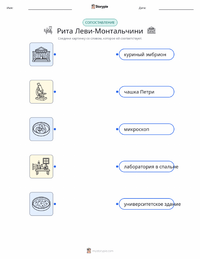 Рита Леви-Монтальчини распечатываемый рабочий лист для детей