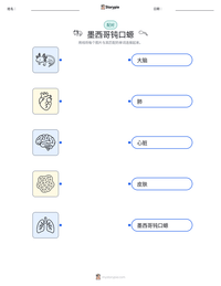 墨西哥钝口螈 可打印工作表预览