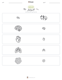 معاينة ورقة العمل القابلة للطباعة أكسولوتل