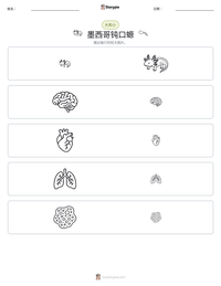 墨西哥钝口螈 可打印工作表预览