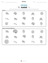 Axolotl printable worksheet preview