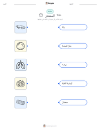 معاينة ورقة العمل القابلة للطباعة السمندر