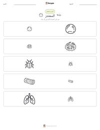 معاينة ورقة العمل القابلة للطباعة السمندر