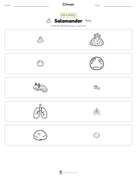 Salamander printable worksheet preview
